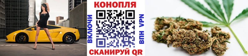 Конопля гибрид  Гурьевск 